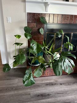 MONSTERA plant