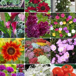 Garden plants,house and vegetable plants for sale May 8th and May 9th. See Description