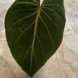Philodendron Gloriosum Plant (pls Read Description Below)