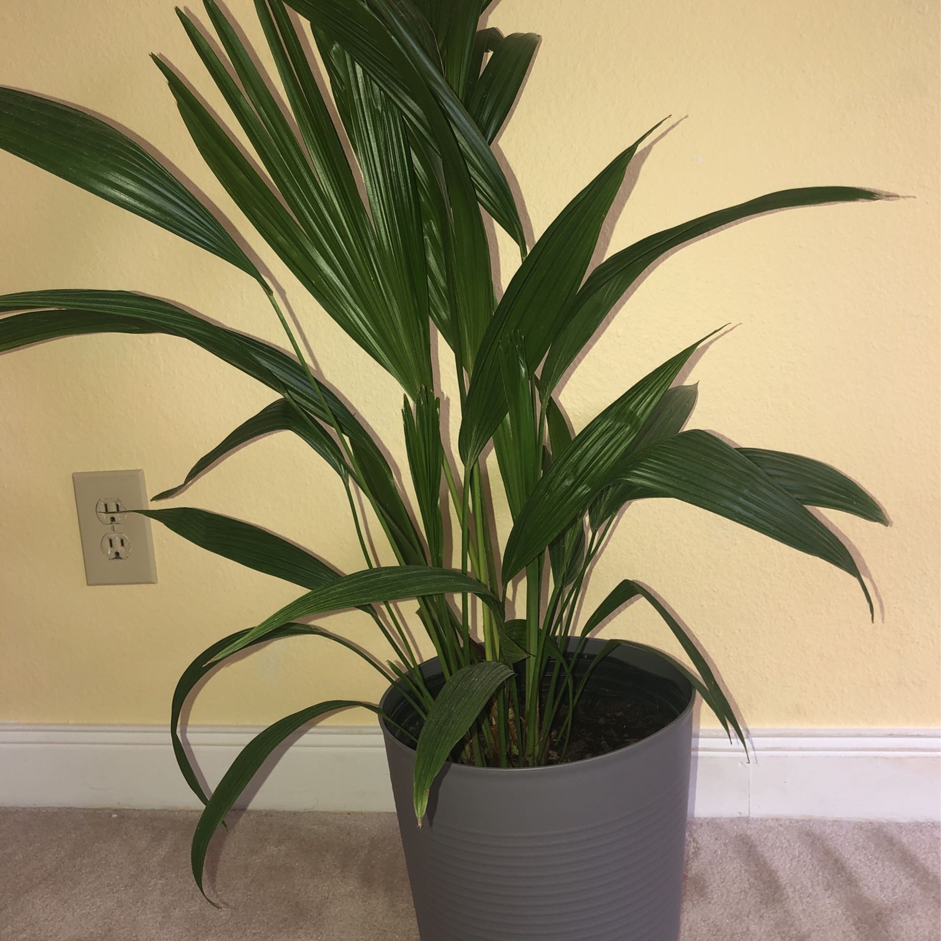 Chinese Fan palm Tree