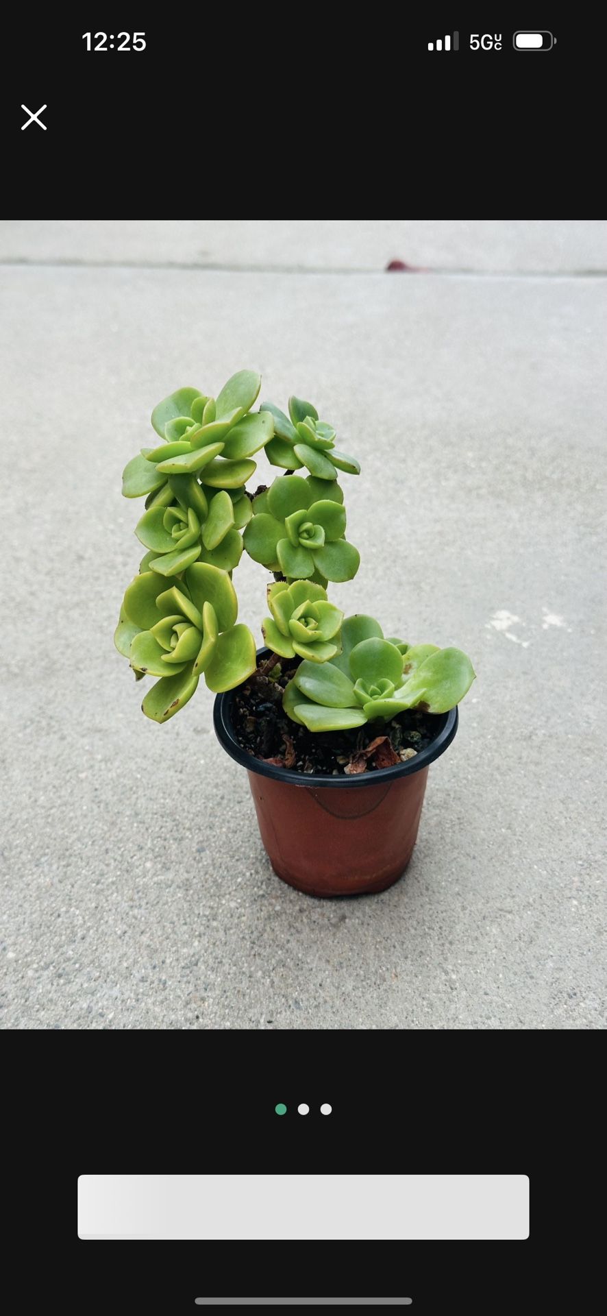 Succulents plants 🪴