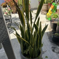 Snake Plant 