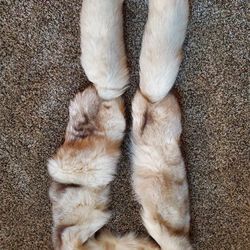White Mink Fur Stole