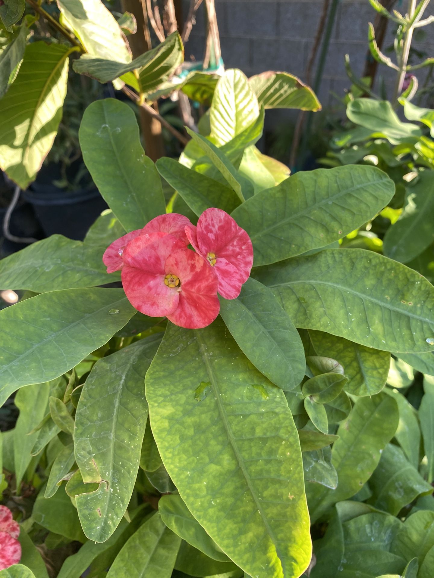 Coronas De Cristo Color Melon  Cada Una 