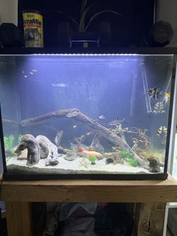 37 Gallon Fish Tank