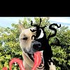 Venom Dog
