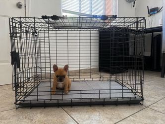 Large Black Wire Dog Crate