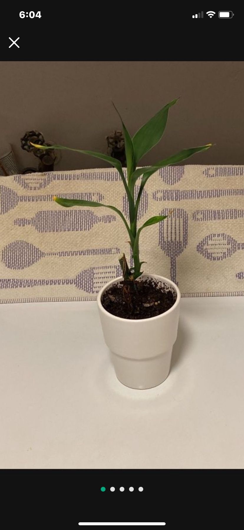 Green, Healthy, Growing Indoor Palm Houseplant In Glazed Ceramic Pot
