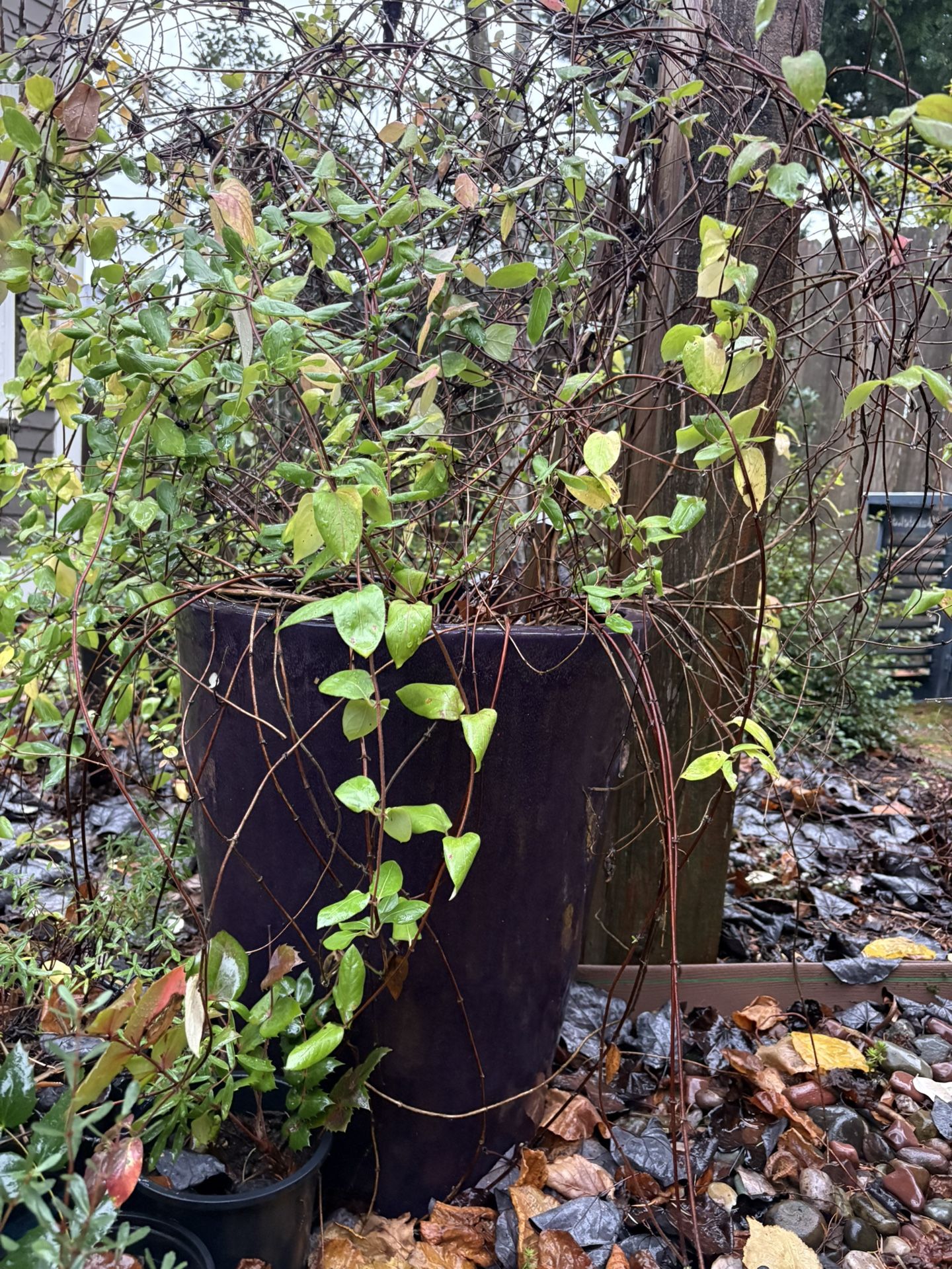 Large 24” Tall Purple Clay Outdoor Pot With Honey Suckle Plant