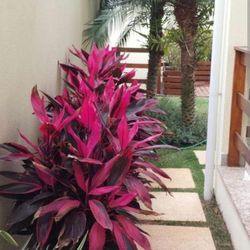 Hawaiian  T Plant 🪴  3gal 