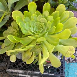Aeonium Succulent Plant 