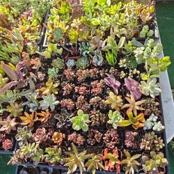 Lots Of Plants/Succulents In 1" Pots
