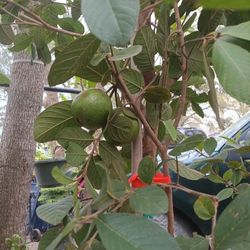 arboles de guayabos con frutos 15 galanes grandes 