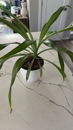 Spider Plant 4 Inch Pot White