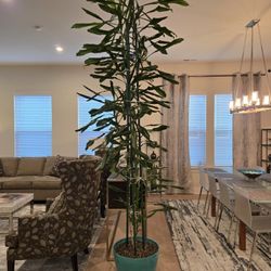 10 Foot Dracaena Houseplant
