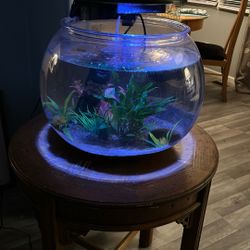 Fish Tank 