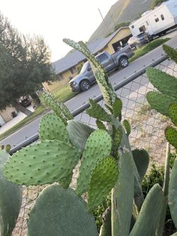 8 nopales cactus without spikes for 2 dollars