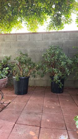 2  Huge Jade Plant in Black Nursery Pot