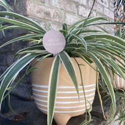 Plants