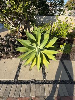 Free Agave near Topanga and PCH