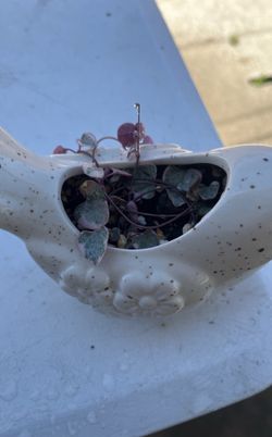 String Of Hearts Variegated On Ceramic Bird Pot