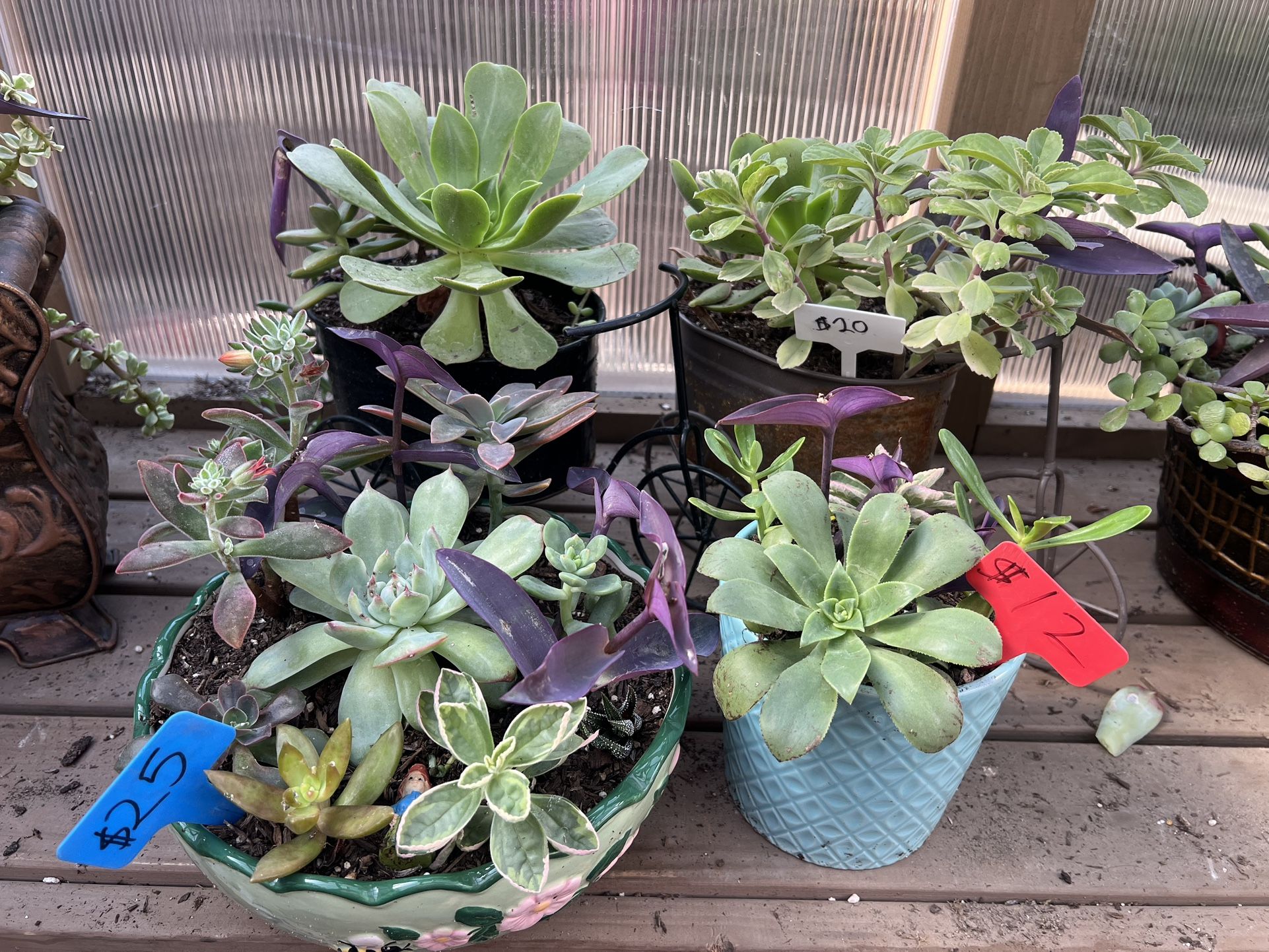 Many Succulent Planters