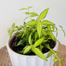 Hoya Bella Variegated Plants
