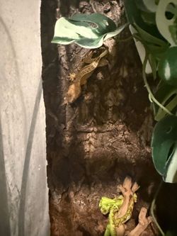 Created gecko cage