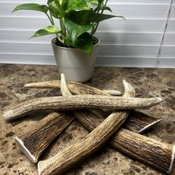 Antler Dog Chews