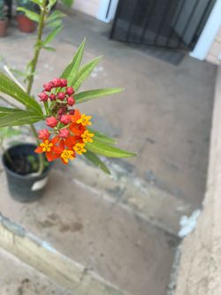 Ornelas butterfly plant