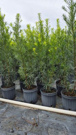 Podocarpus Plants 3 feet Tall. Instant privacy
