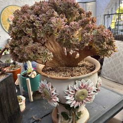 Gorgeous Korean Imported Succulents In Custom Handmade Planters Perfect Living  Gift 