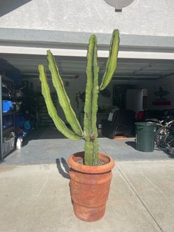 Giant Euphorbia Cactus and Pots