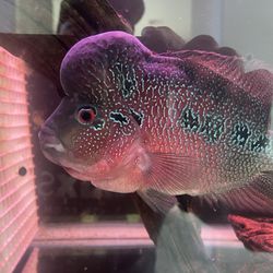 Aquarium Decor For Fish Tank 