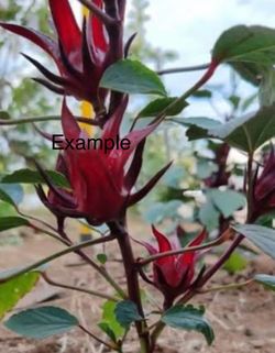Planta de Jamaica