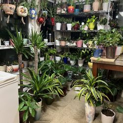 Indoor Plants