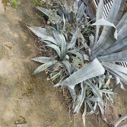 Blue Agave 