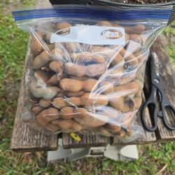 1 gallon full with Tamarin fruit $5.00