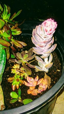 Cati and Succulent Garden Pots