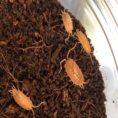 Porcellionides Pruinosus “Powder Orange” Isopods - great for bioactive habitats and as feeders!