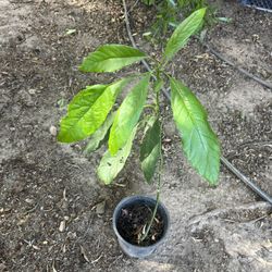 Tree - Young Avocado Plant on a 4” Pot. Over 20” Tall. ONLY: $10 !!