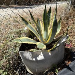 Variegated Agave Americana 