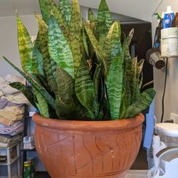 Sansevieria Zeylanica, Large Size Plant In Large Terra Cotta Pot