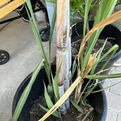 Purple Sugarcane Plant In 15 Gallons Pot