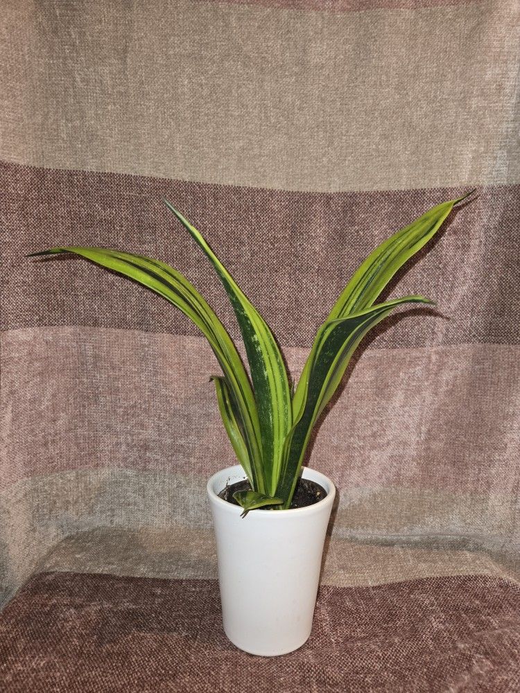 Rare Golden Flame Snake Plant