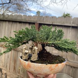 Bonsai Japanese Garden Junipers $50 Each