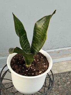 Snake plant