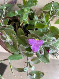 Tradescantia Sillamontana Matuda Hanging Plant