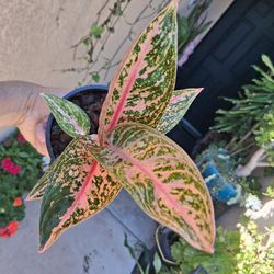 RARE. Aglonema Golden Star 🌟 Plant $25