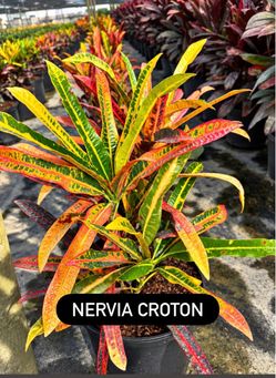 ❤️💛💚 NERVIA CROTON
